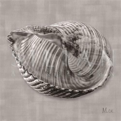 Shell VII