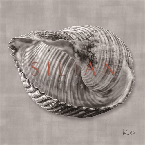 Shell VII
