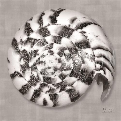 Shell VII