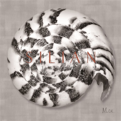 Shell VII