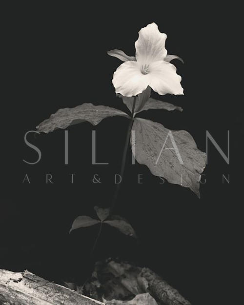 Still Life, Study #4