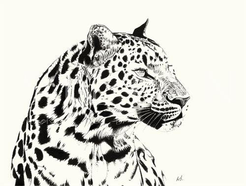 B&W Animal III