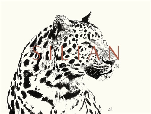 B&W Animal III