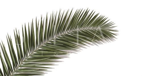 Coconut Leaves