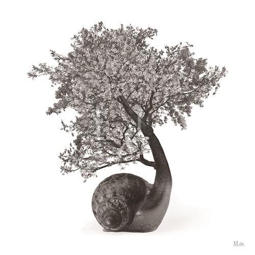 The Flower Tree On The Snail