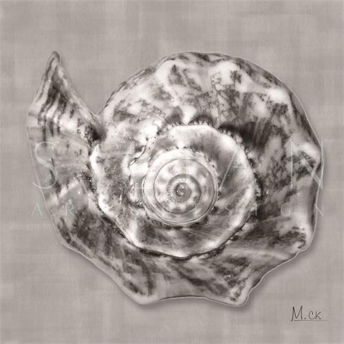 Shell II