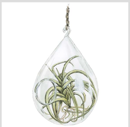 Bulb Plant