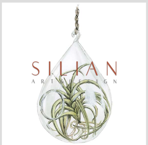 Bulb Plant