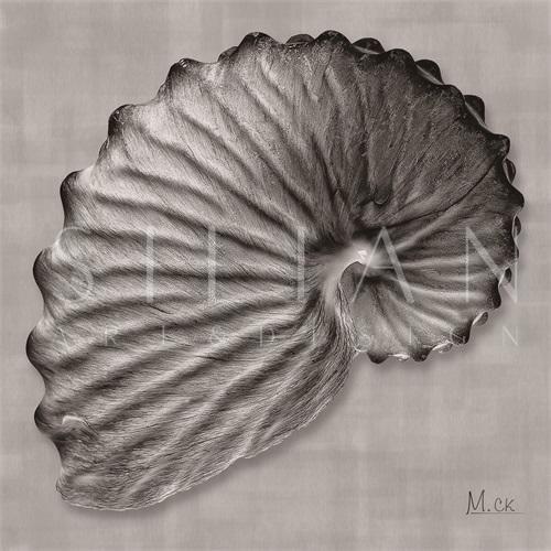 Shell III