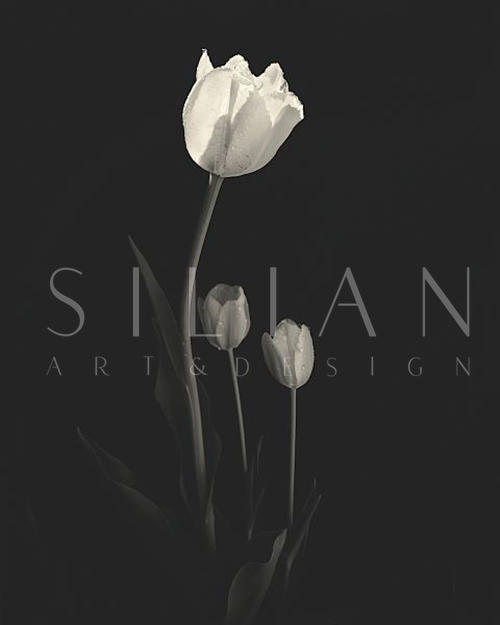 Still Life, Study #6