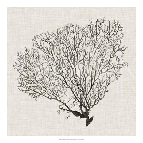 Shadow Sea Fan I