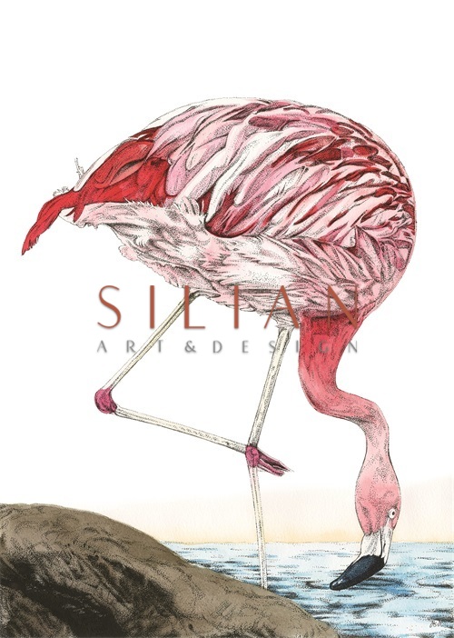 Vivid Flamingo I