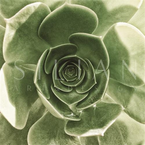 Succulent Plants