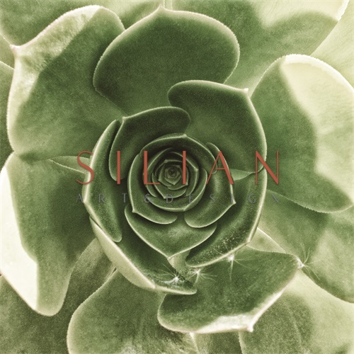 Succulent Plants