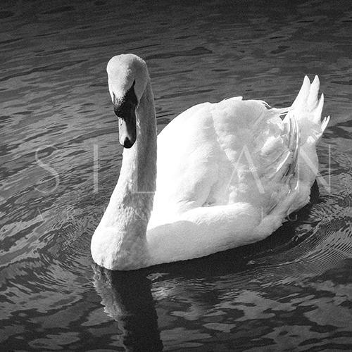 Black And White Ⅱ