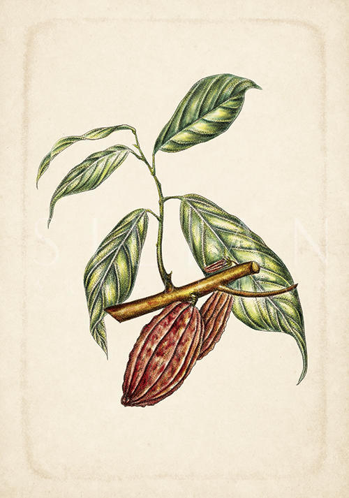 Exotic Fruits VI