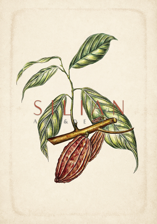 Exotic Fruits VI