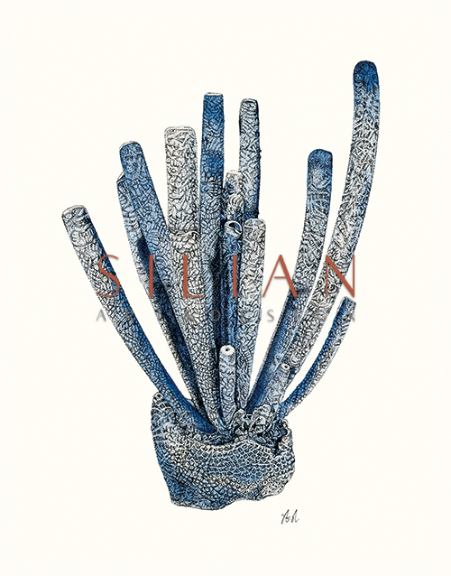 Coral Gesture Ⅳ
