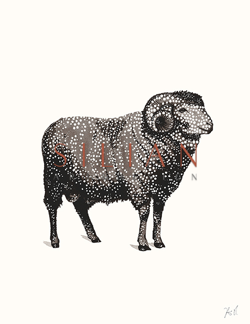 Paty Animal II