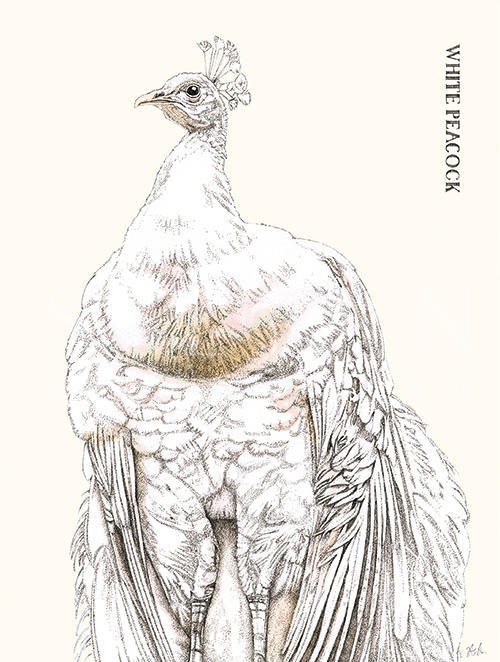 Cuckoo Cuckoo Ⅱ
