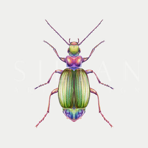 Wonderful Insect IV