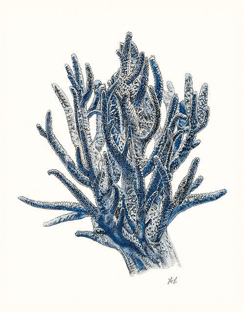 Coral Gesture Ⅴ