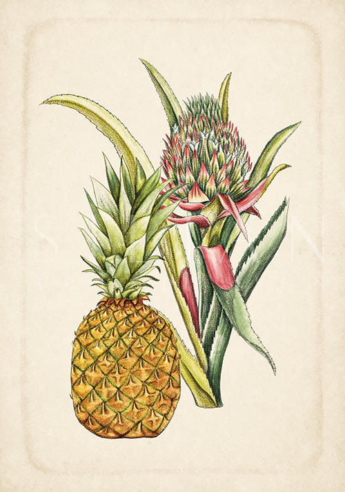 Exotic Fruits VII
