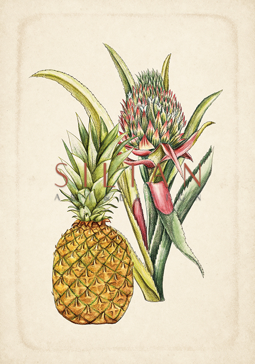 Exotic Fruits VII