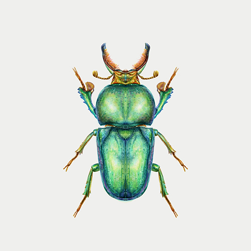 Wonderful Insect II