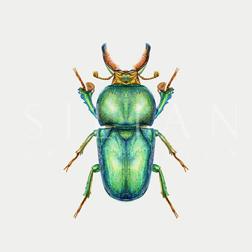 Wonderful Insect II