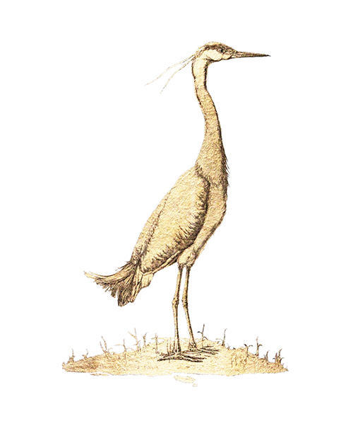 Golden Bird Ⅱ