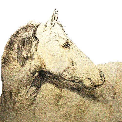 Lipizzaner