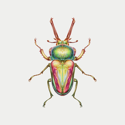 Wonderful Insect III