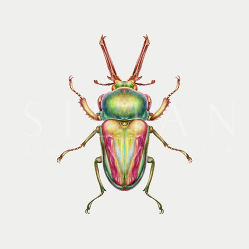 Wonderful Insect III