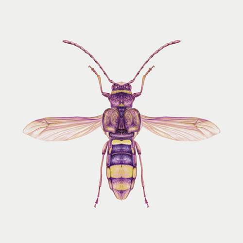 Wonderful Insect I