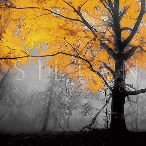 Autumn IV