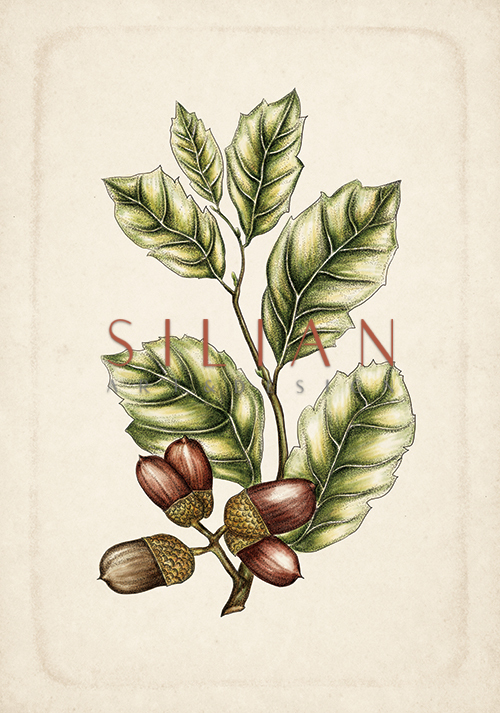 Exotic Fruits VIII
