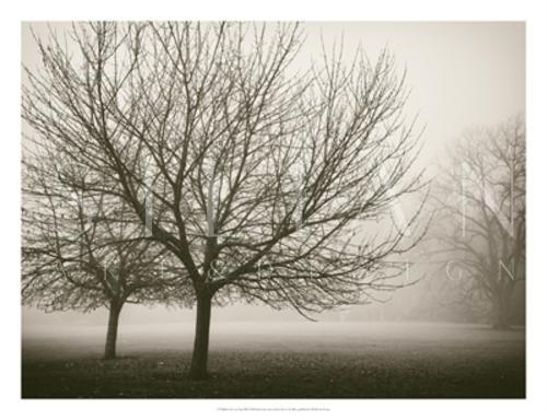 Trees In Fog VIII