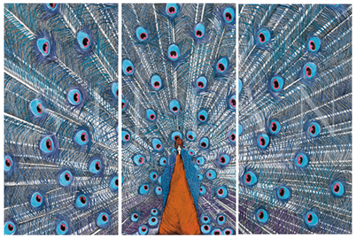 Peacock Painting