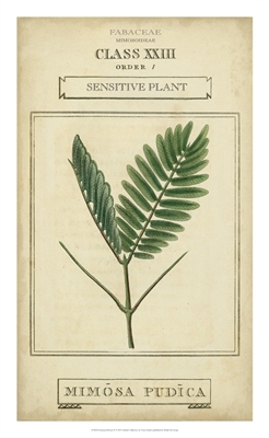 Linnaean Botany IV