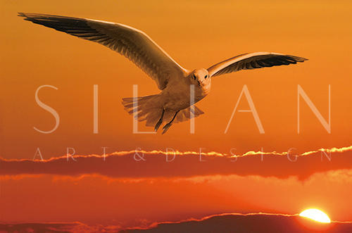 Natural Landscape III