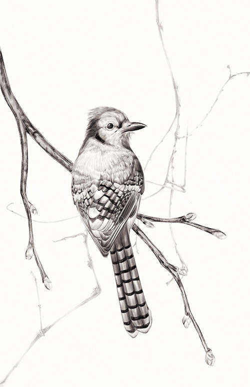 Birds On Branch I