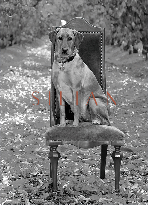 Canine Life II