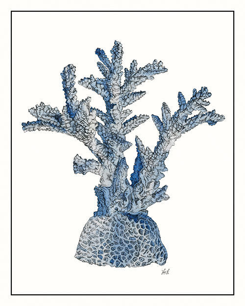 Seaweed Composition VI