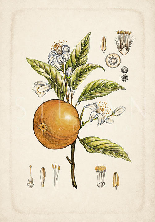 Exotic Fruits Ⅸ