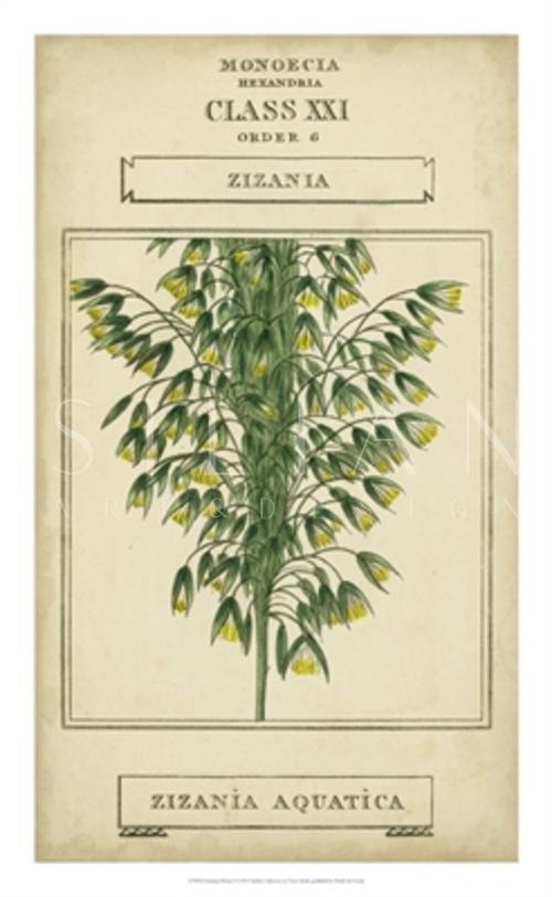 Linnaean Botany I