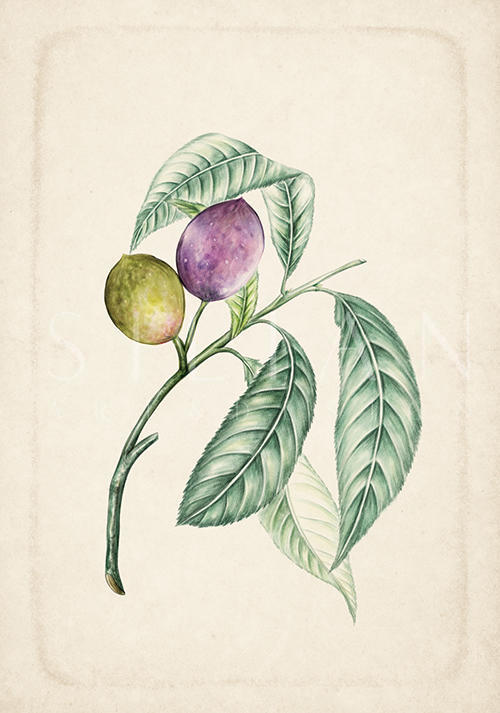 Exotic Fruits V