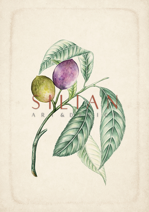 Exotic Fruits V
