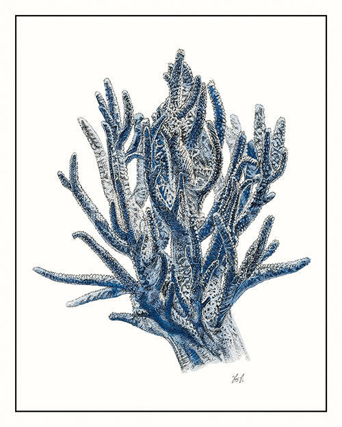 Seaweed Composition II