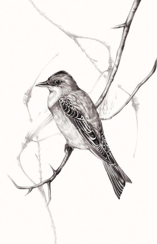 Birds On Branch Ⅱ